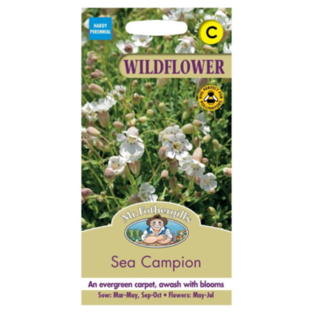 Wild Flower - Sea Campion Seeds