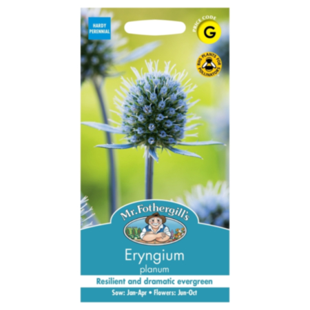 Eryngium Planum Seeds