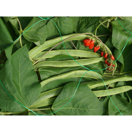 Pea & Bean Netting, 150mm, 2x10m, Green, 