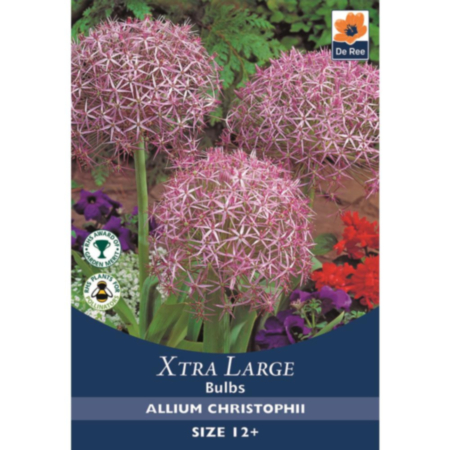 Allium Christophii