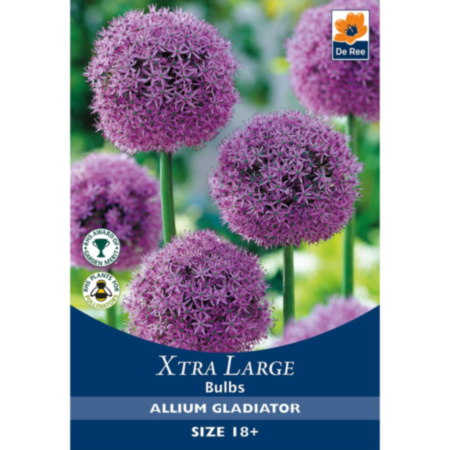 Allium Gladiator