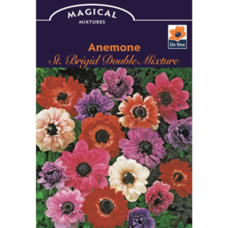 Anemone St. Brigid Double Mixture