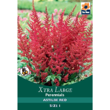 De Ree Extra Large Astilbe Red Bulb