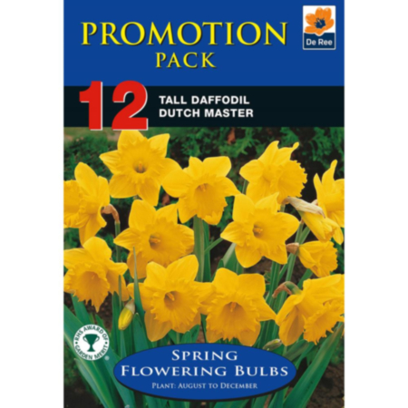 Daffodil Dutch Master