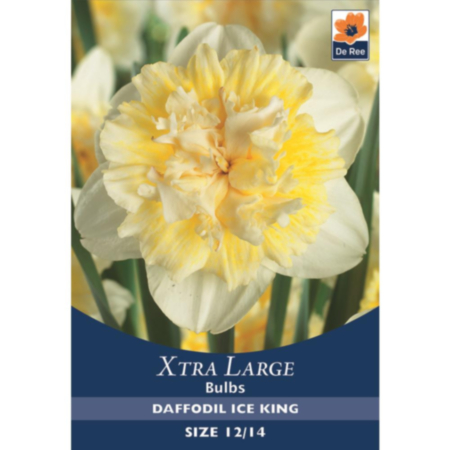 Daffodil Ice King