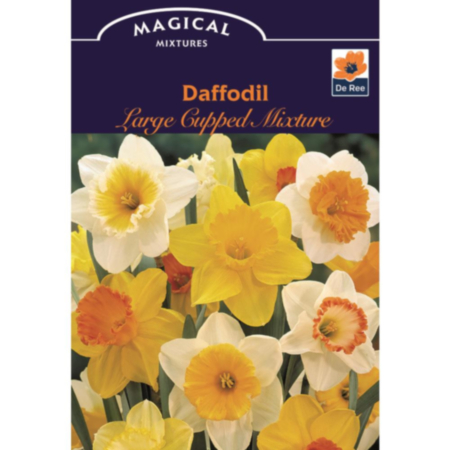 Daffodil Large Cupped Mixture