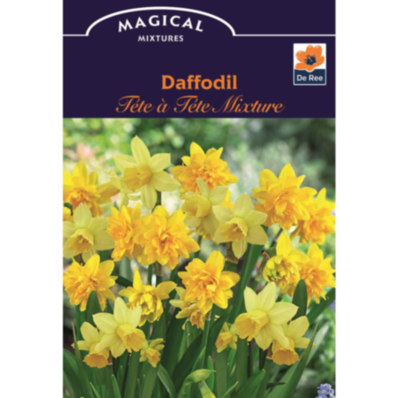 Daffodil Tete A Tete