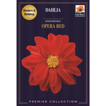 De Ree Dahlia Semi-double Opera Red Bulb