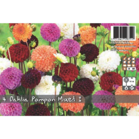 De Ree Dahlia Pompon Mixed Bulb