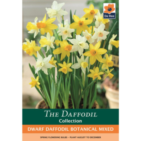 Dwarf Daffodil Botanical Mixed