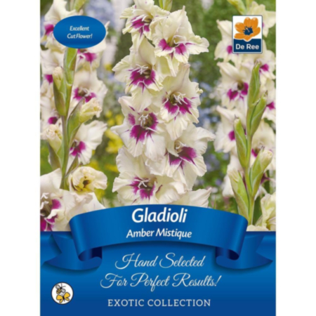 De Ree Gladioli Amber Mistique Bulb 