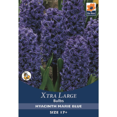 Hyacinth Marie Blue