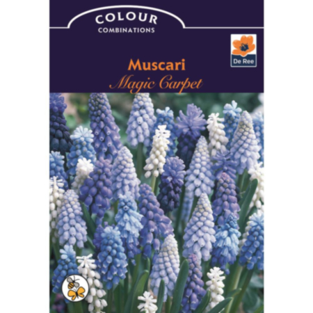Muscari Magic Carpet