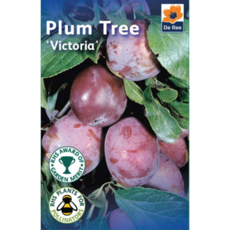 De Ree Grow Your Own 1.4m / 1.6m Fruit Tree - Victoria plum 