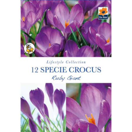 Specie Crocus Ruby Giant