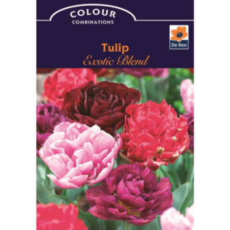 Tulip Exotic Blend