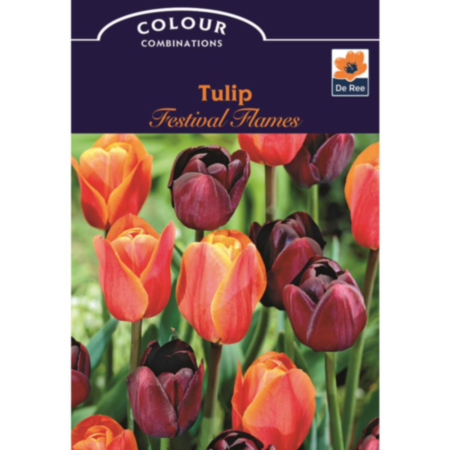 Tulip Festival Flames