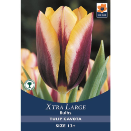 Tulip Gavota