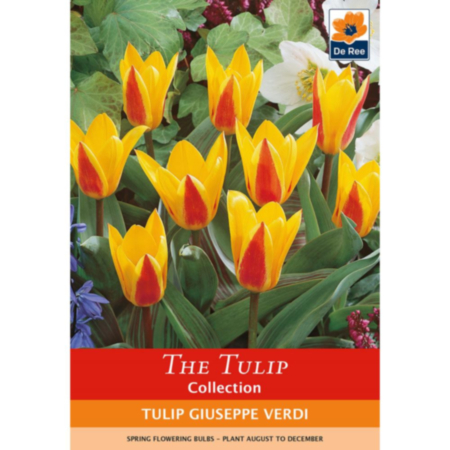 Tulip Giuseppe Verdi  