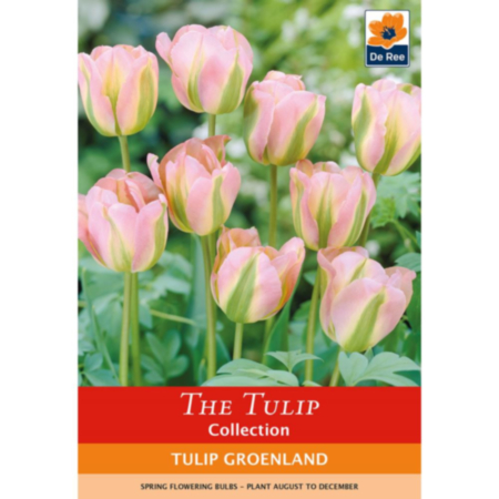 Tulip Groenland