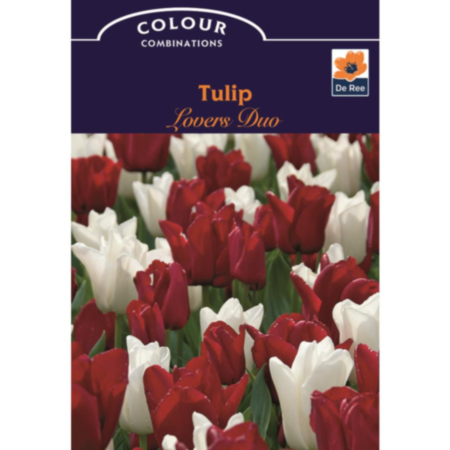Tulip Lovers Duo