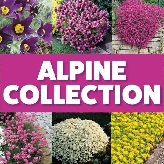 Alpine Collection