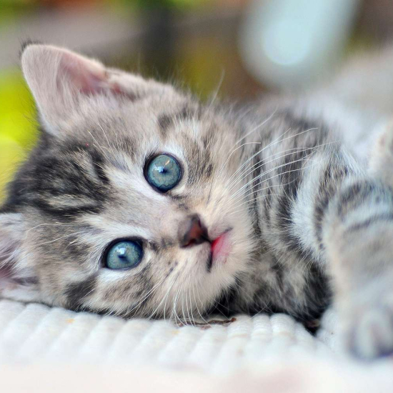 International Cat Day